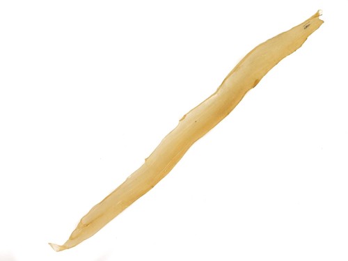 Deer backstrap sinew - sinew:, less